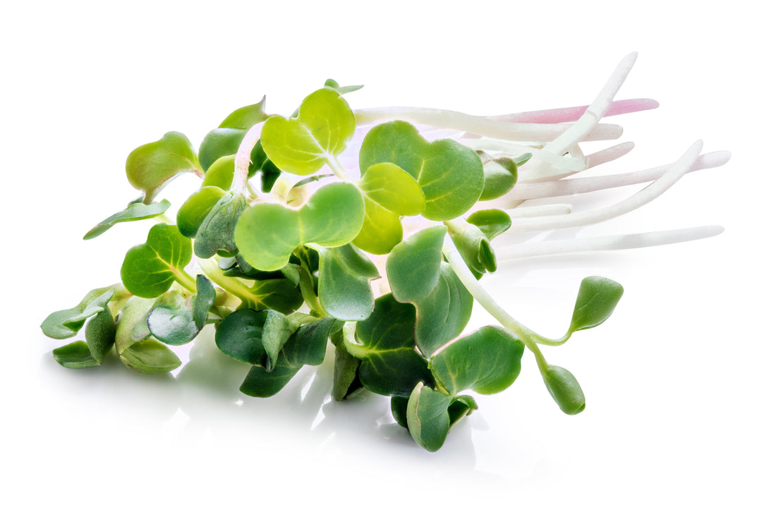Broccoli Sprouts: Tiny, Mighty, and Packed with Nutrition