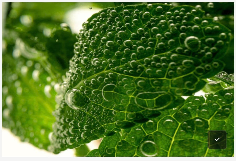 Essential oils: The hidden science behind every drop
