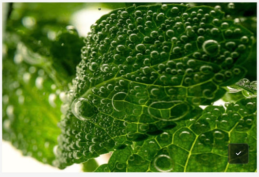 Essential oils: The hidden science behind every drop