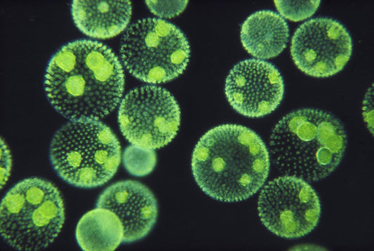 Chlorella Pyrenoidosa vs. Chlorella Vulgaris: Practitioner Insights on Strain Differences, Purity, and Daily Resilience