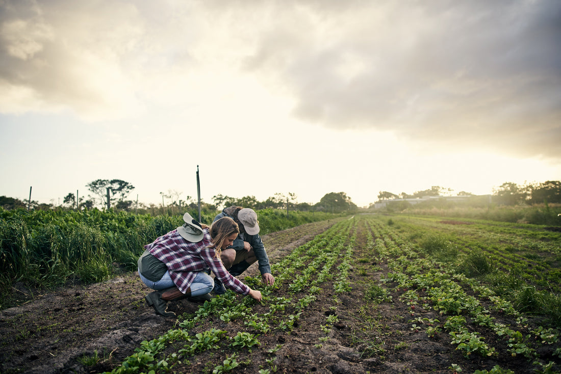 Certified Organic and the Living Standard of Quality