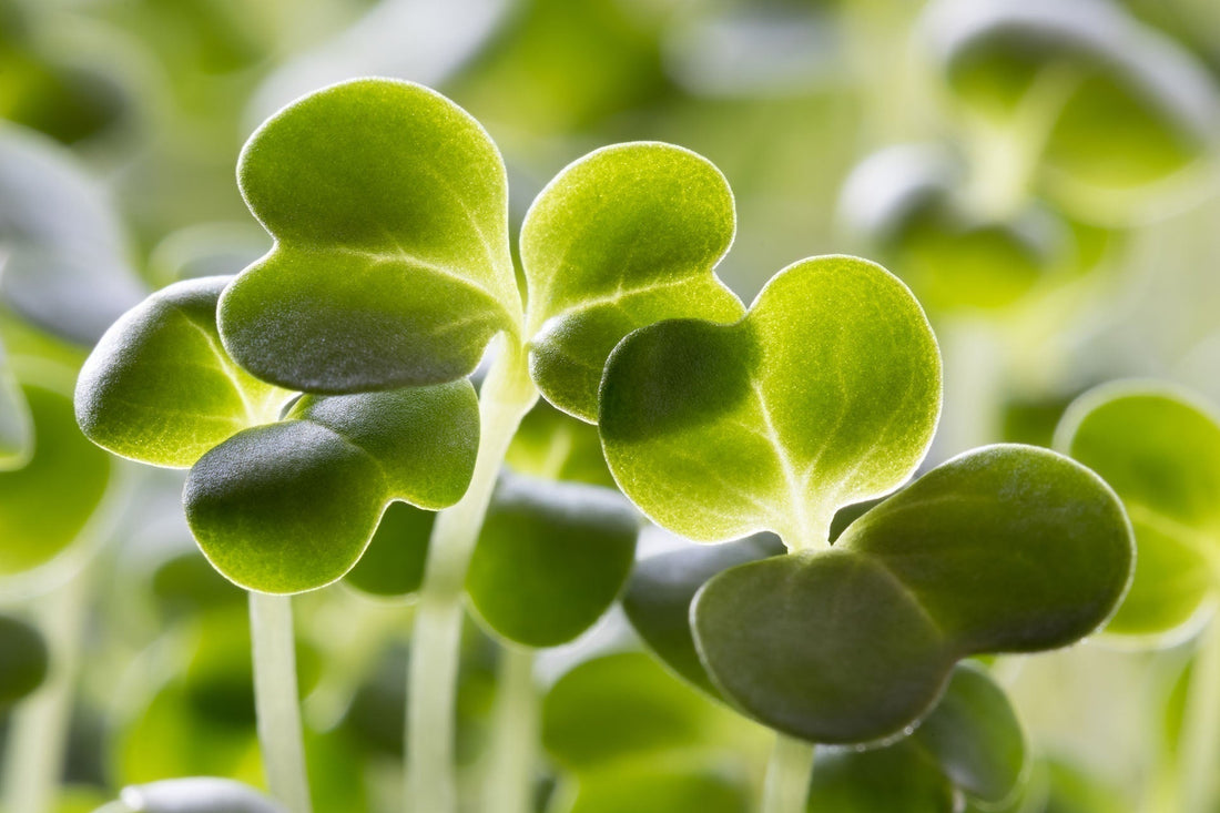 Broccoli sprouts: The tiny plant with powerful cellular potential
