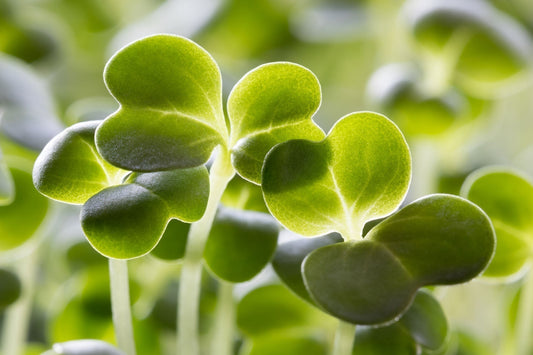 Broccoli sprouts: The tiny plant with powerful cellular potential