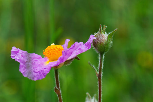 Supporting everyday resilience with Cistus Incanus