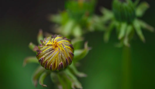 The intelligence of seasons: How spring invites us back to rhythm