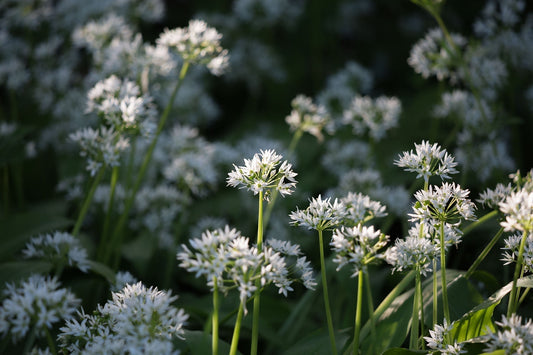 Garlic: The ancient botanical  supporting modern resilience