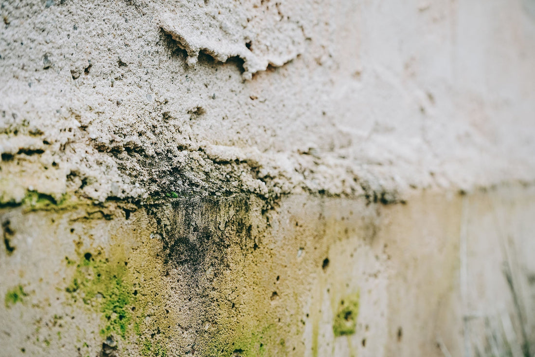 How mold exposure affects your body & how to support recovery