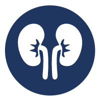 Kidney Support Icon