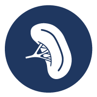 Lymphatic Support Icon