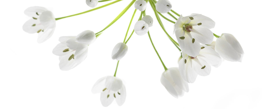 Biopure Health