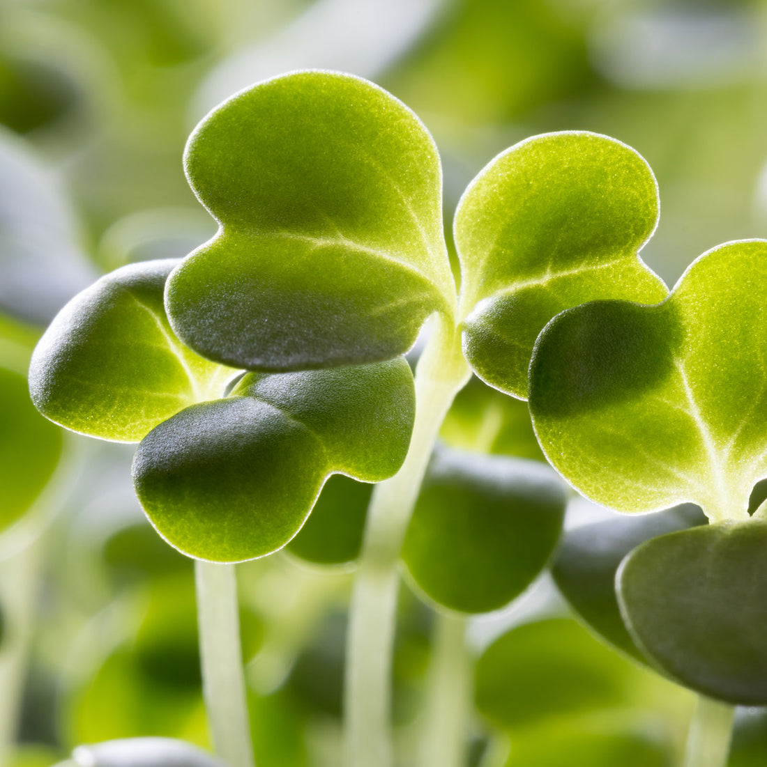 Biopure Health