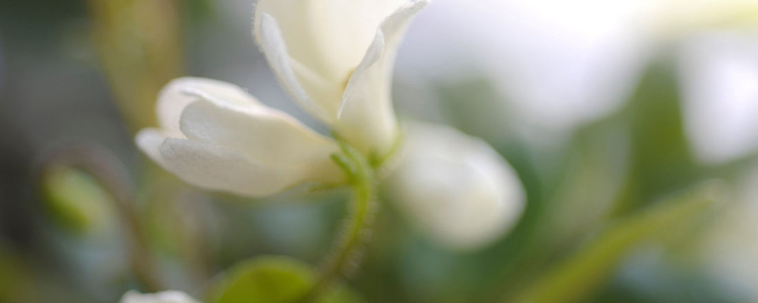 Biopure Health