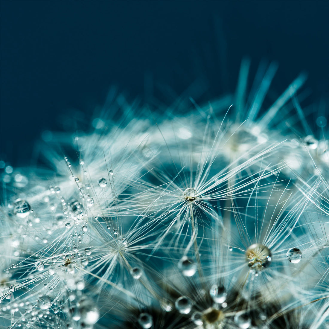 Biopure Health